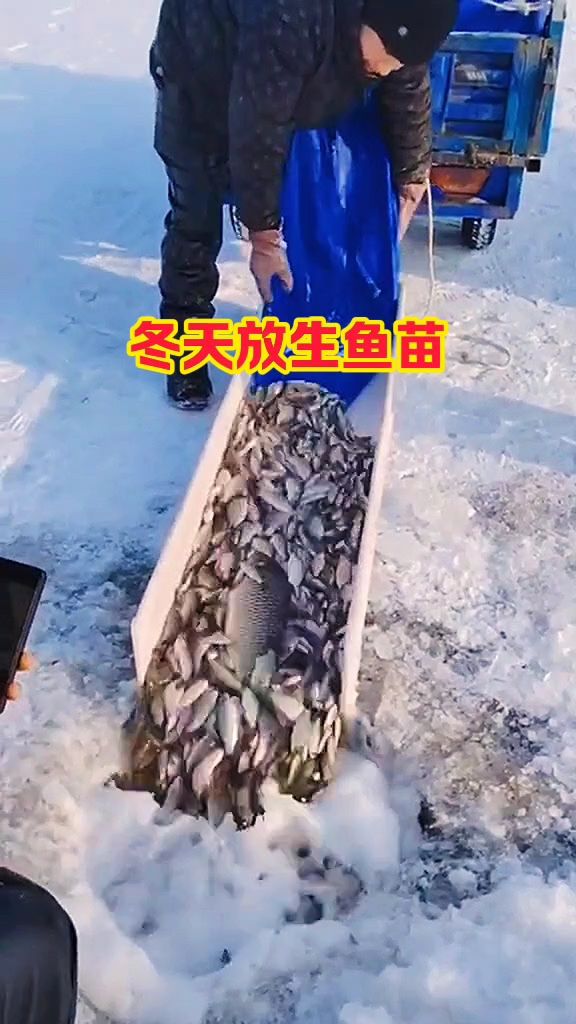 冬天放生鱼苗,可以活下来吗