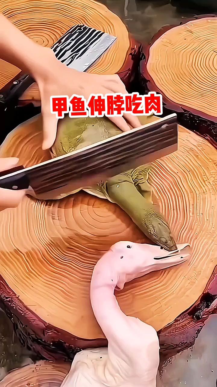 甲鱼伸脖子吃肉,害怕了