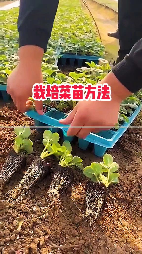 无土栽培菜苗方法