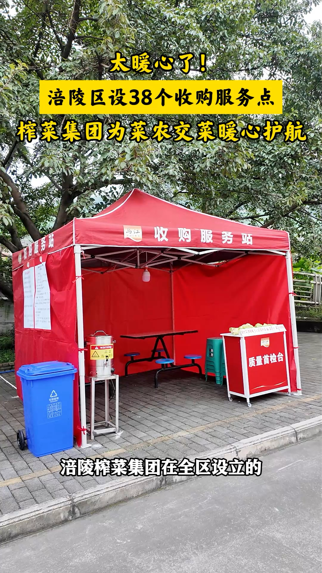 38个青菜头收购服务点，为菜农交菜暖心护航！