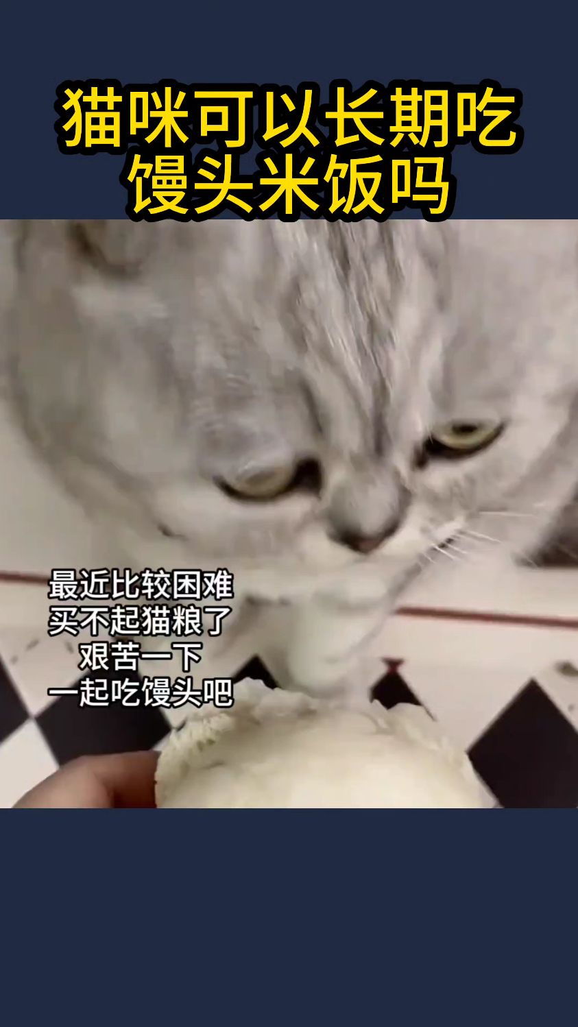 猫咪可以长期的吃馒头和米饭吗