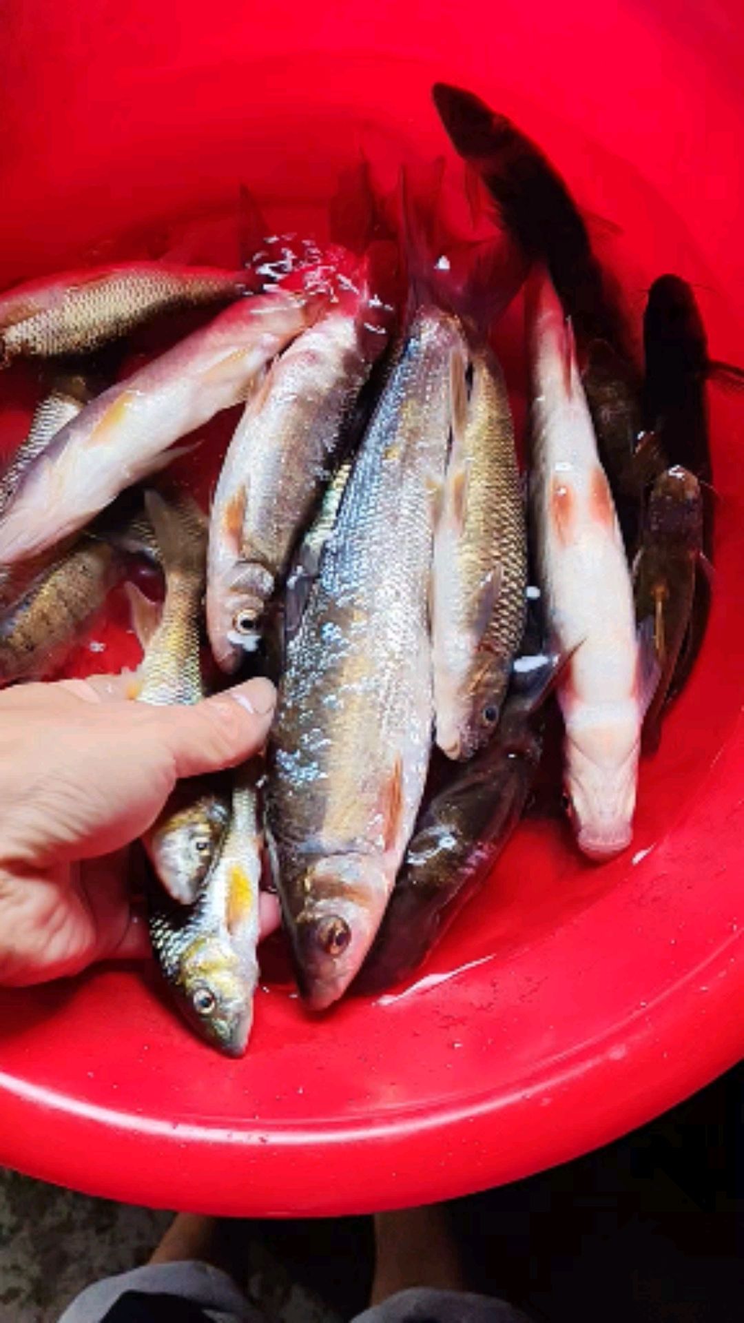 这是我抓的小溪鱼