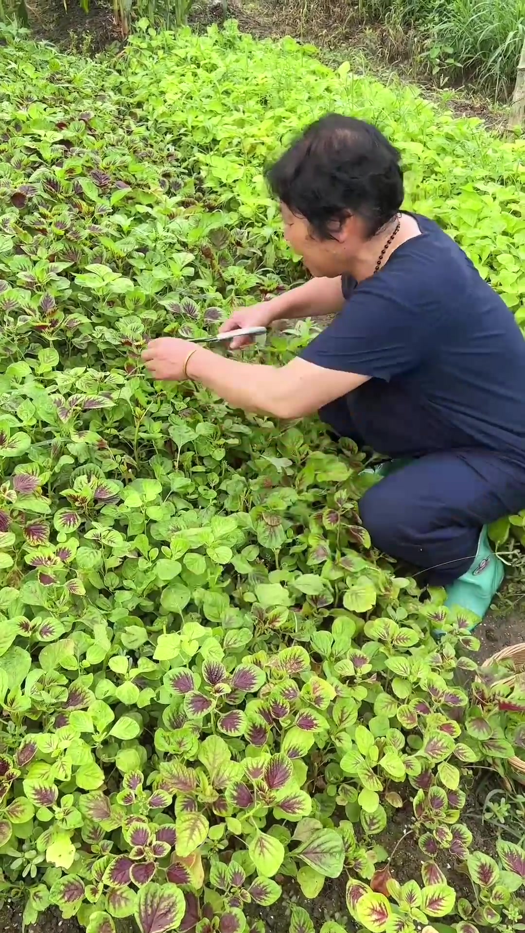 和妈妈一起来地里摘点苋菜回家做苋菜饼吃
