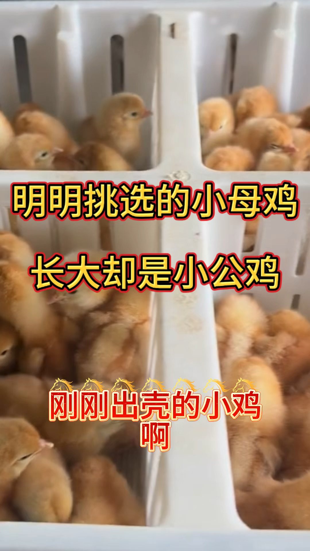 小鸡怎么分公母你知道吗