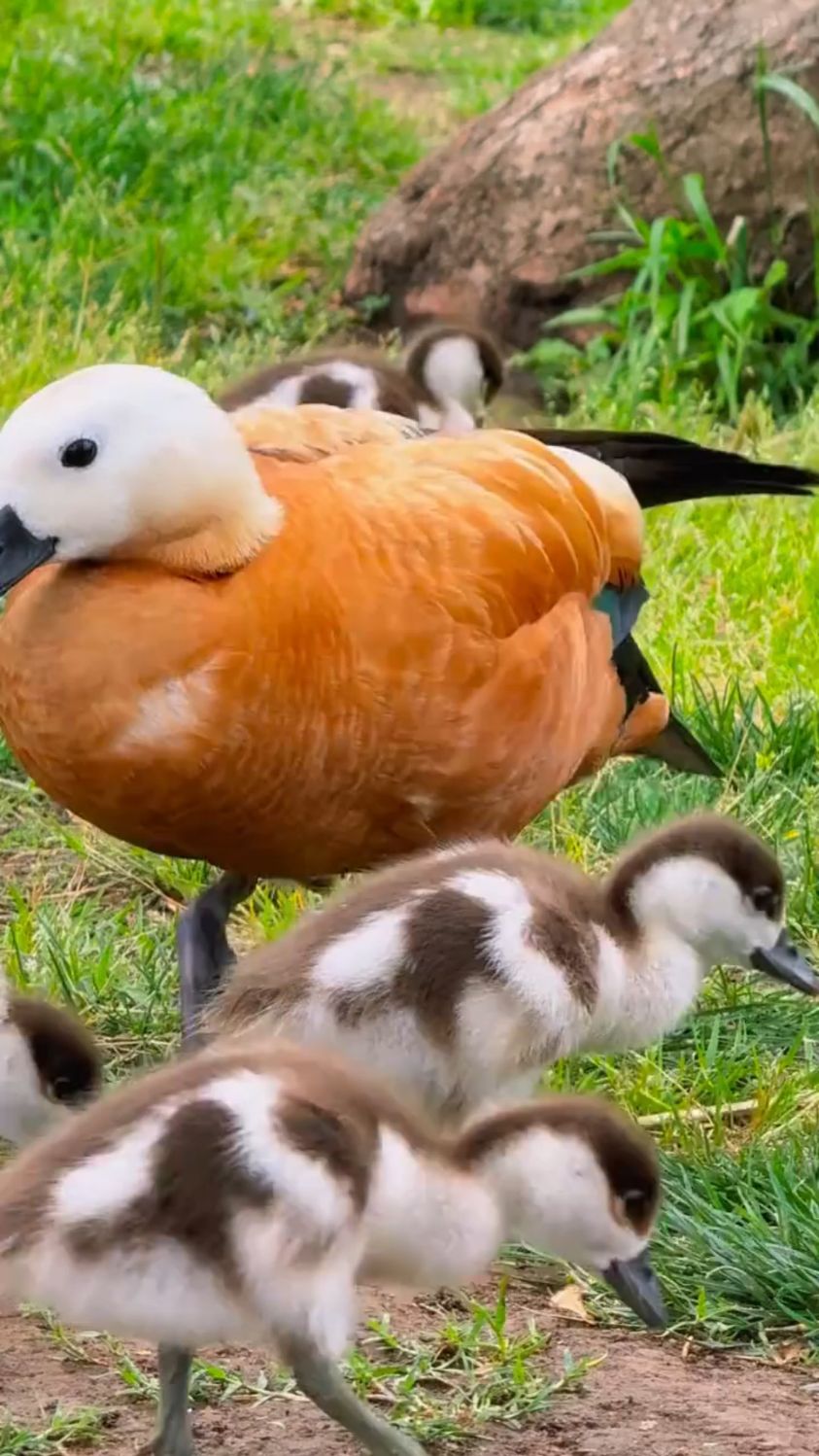 带你认识十五种不同品种的鸭子，看看你认识多少呢？#鸭子