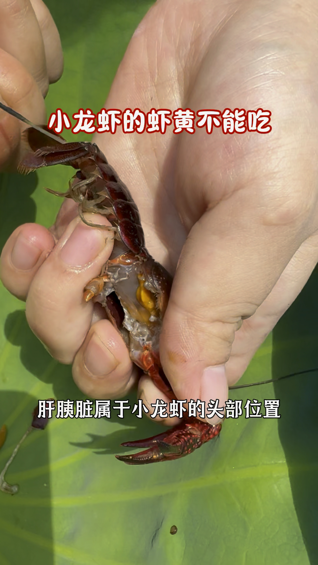 小龙虾的虾黄不能吃#小龙虾#吃龙虾的季节 #万物皆可种草搜