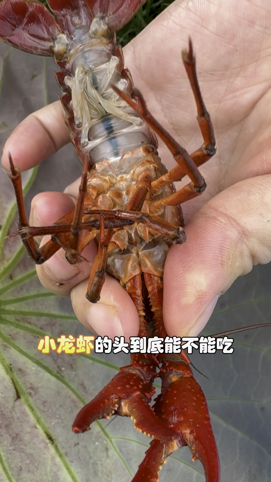 小龙虾的头到底能不能吃?你知道吗?#小龙虾 #吃龙虾的季节