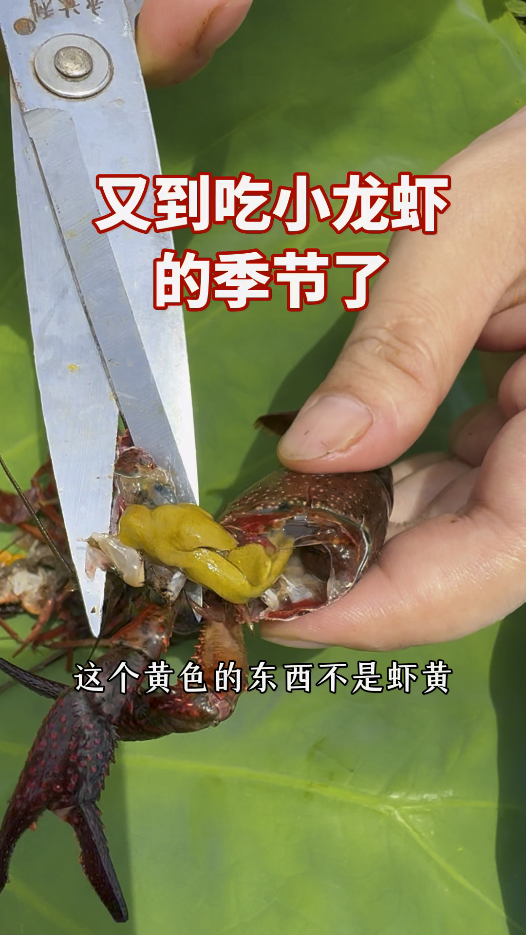 又到吃小龙虾的季节了,三步教你如何清理小龙虾#小龙虾