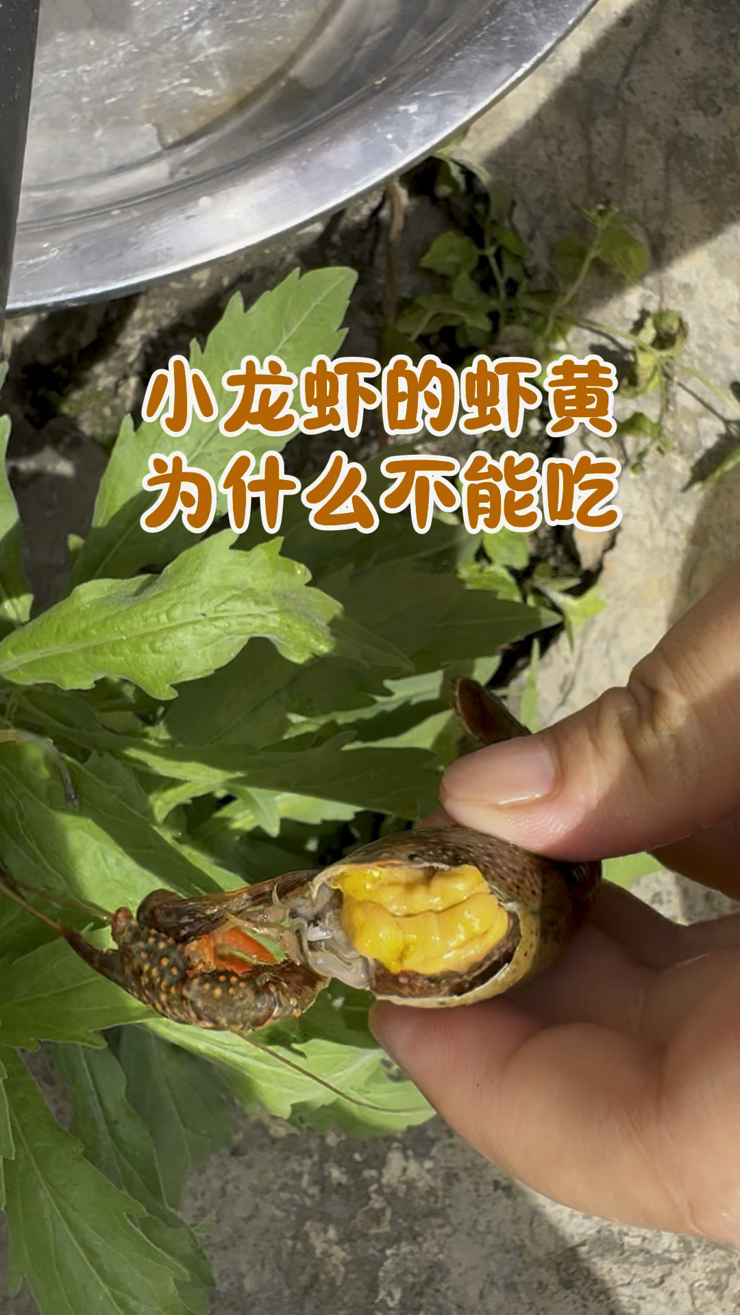 小龙虾的虾黄为什么不能吃?#小龙虾 #吃龙虾的季节