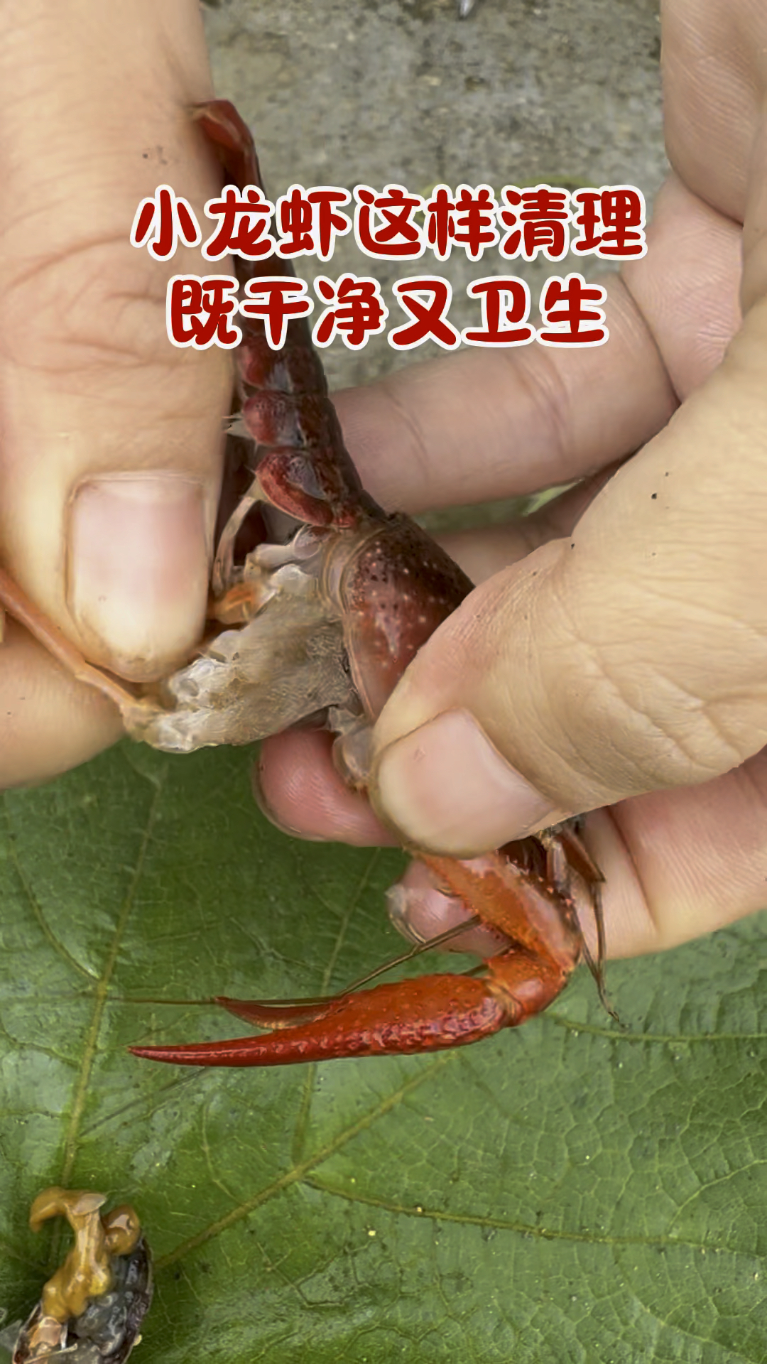 小龙虾这样清理，既干净又卫生#小龙虾 #吃龙虾的季节