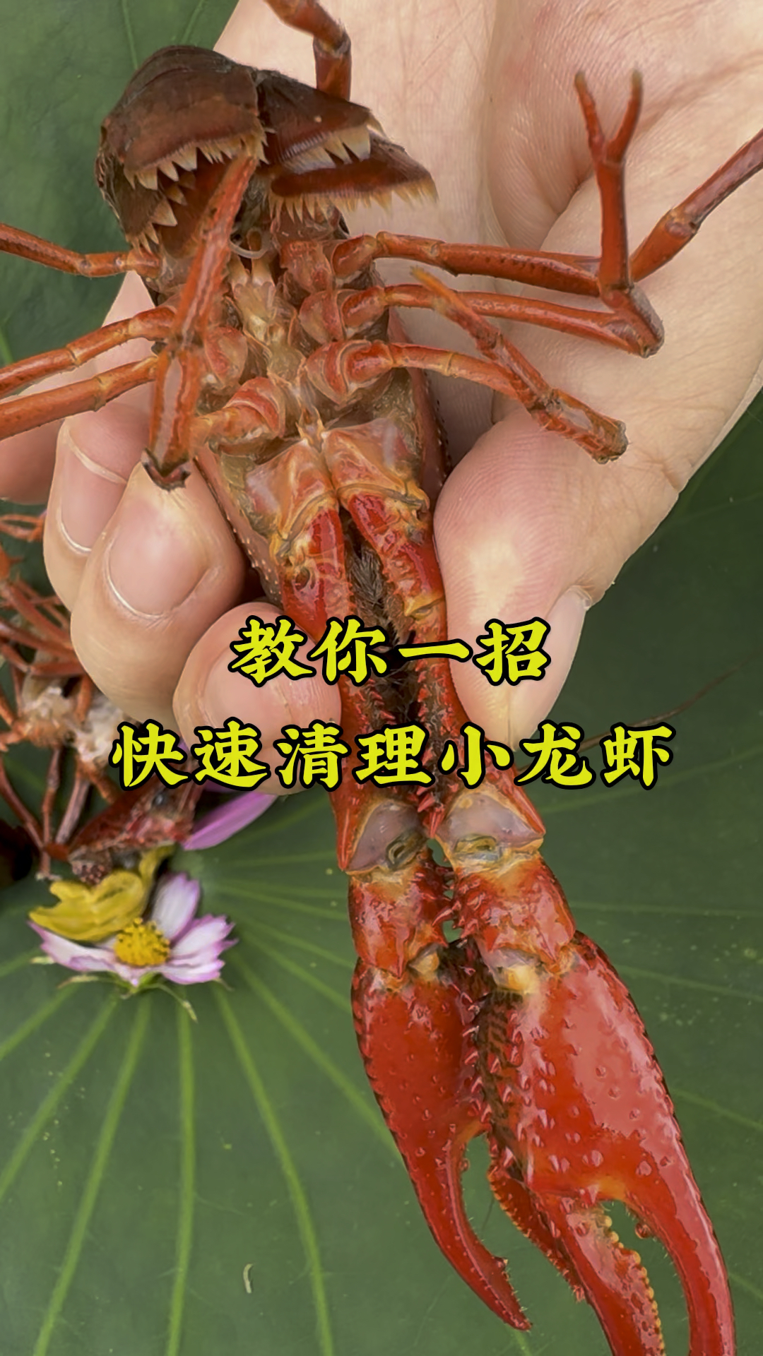 教你一招，快速清理小龙虾#龙虾季 #小龙虾