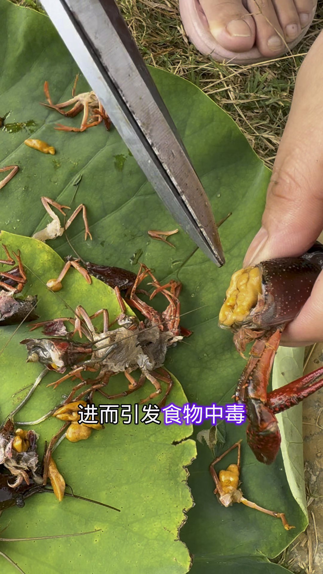 小龙虾的虾黄不能吃,食用后可能对健康造成风险#小龙虾 #吃龙虾