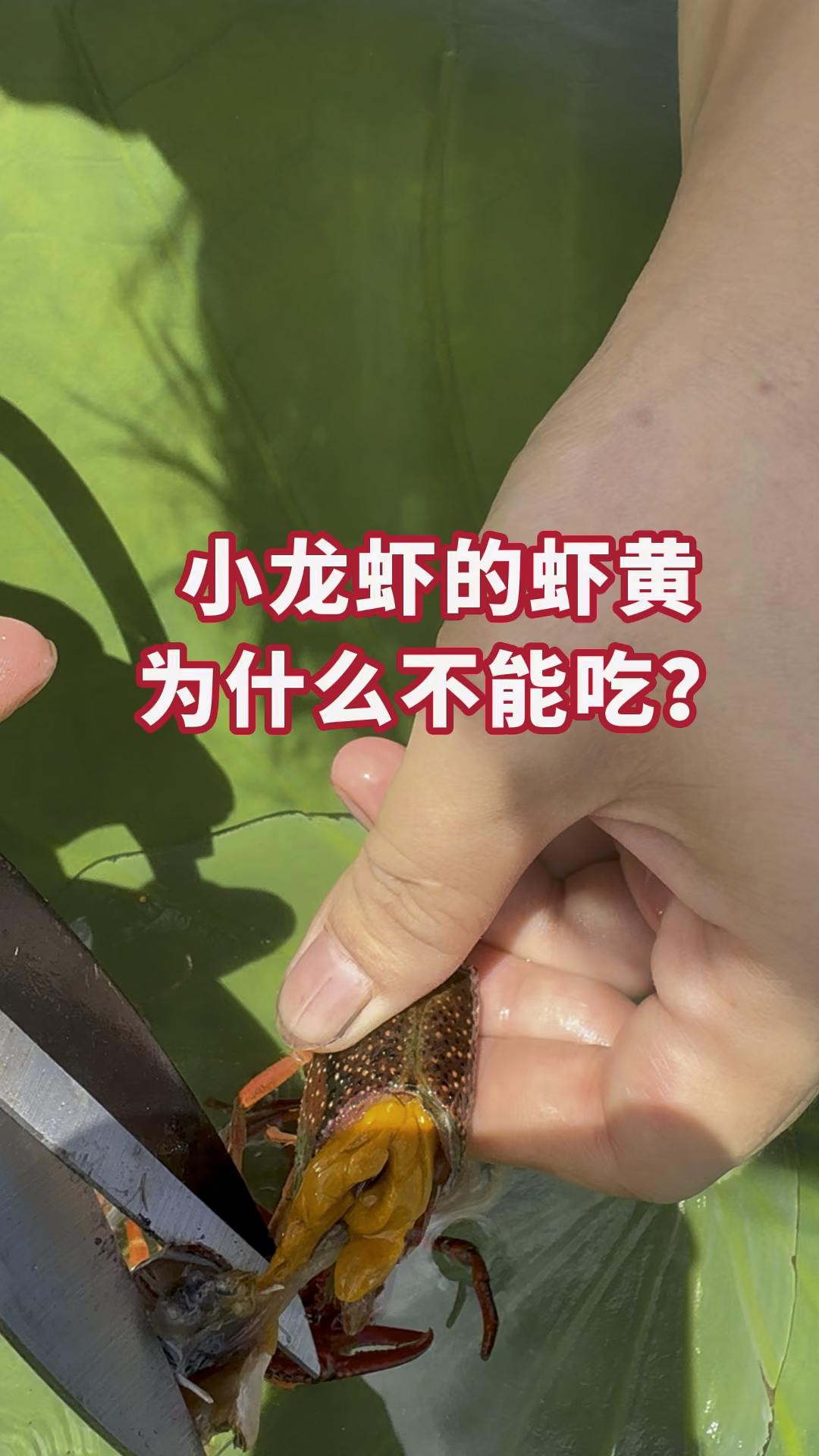 小龙虾的虾黄为什么不能吃？你知道吗？#小龙虾 #吃龙虾的季节