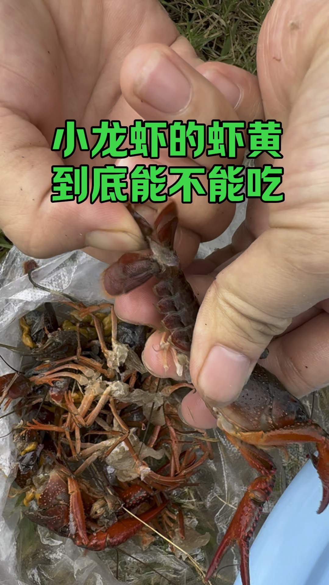 小龙虾的虾黄到底能不能吃?#小龙虾#吃龙虾的季节