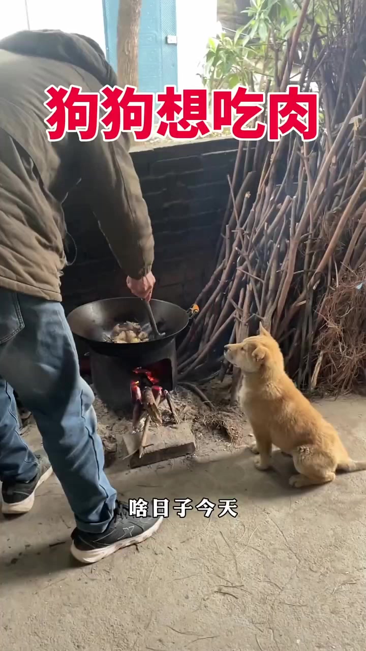 狗狗想吃肉 