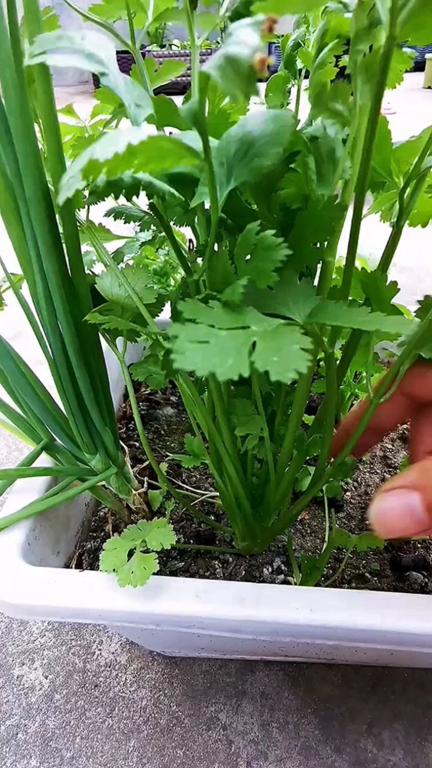 香菜剪着吃,太好了