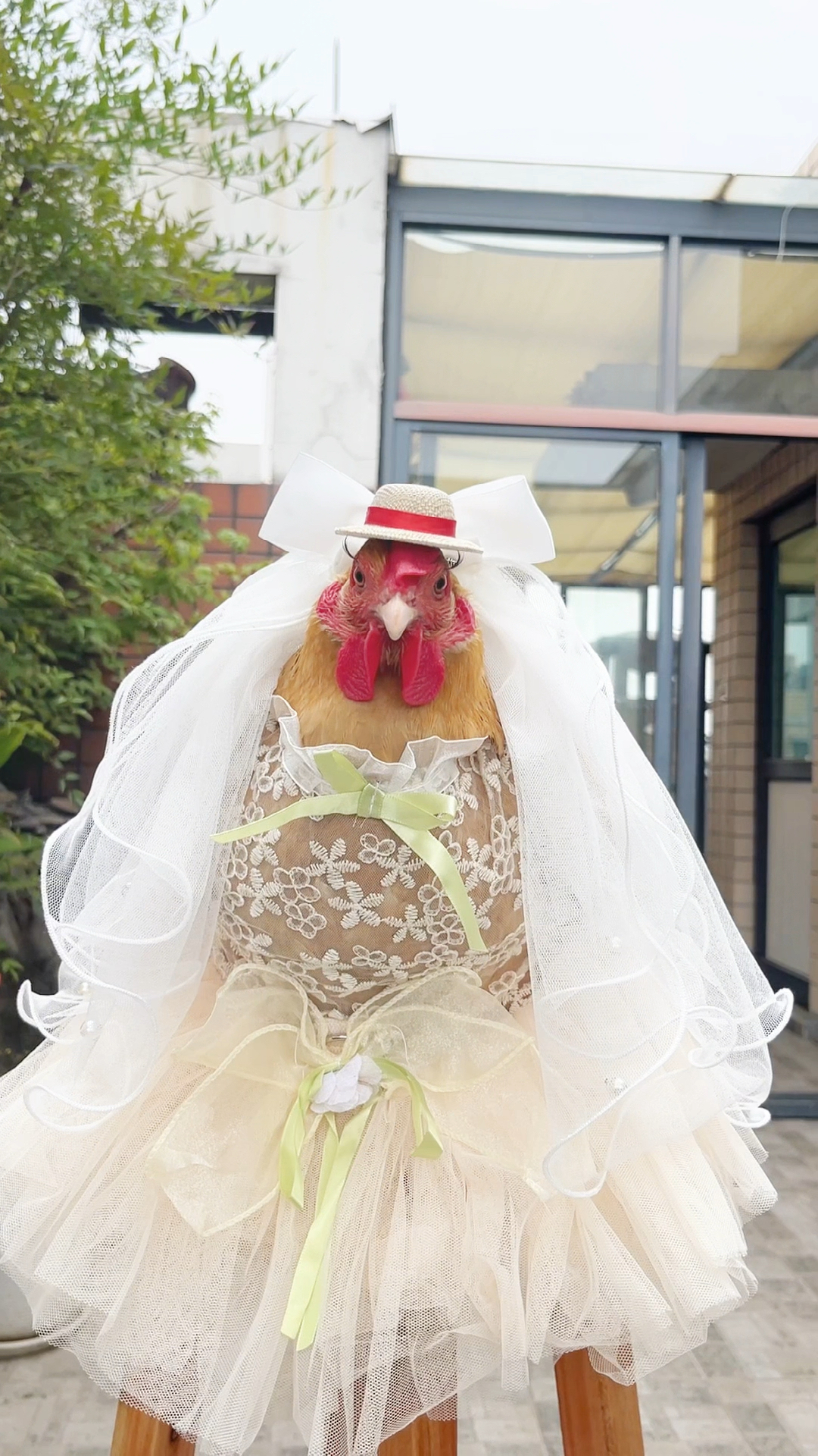 母鸡呆呆穿婚纱!