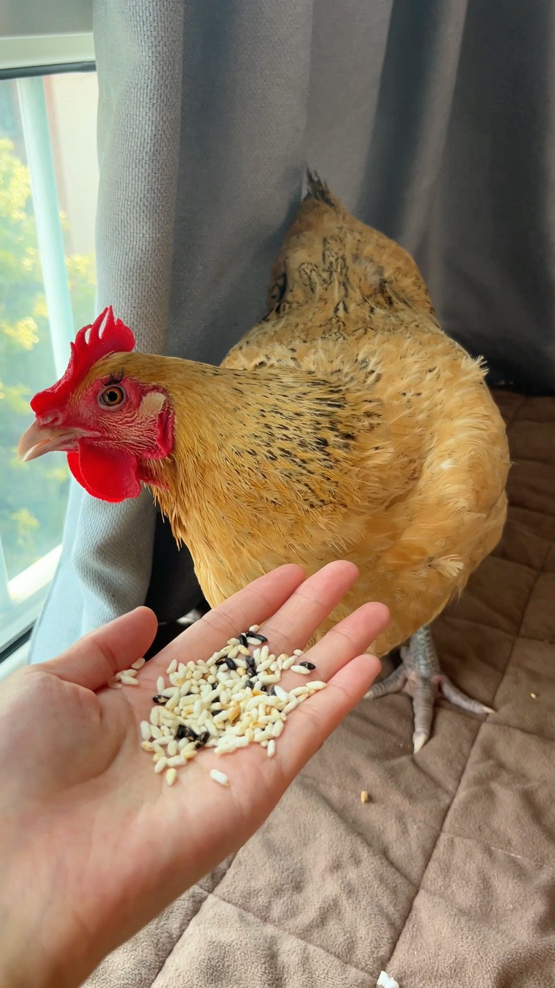 白养了！大公鸡打鸣，把母鸡呆呆的魂都勾走了