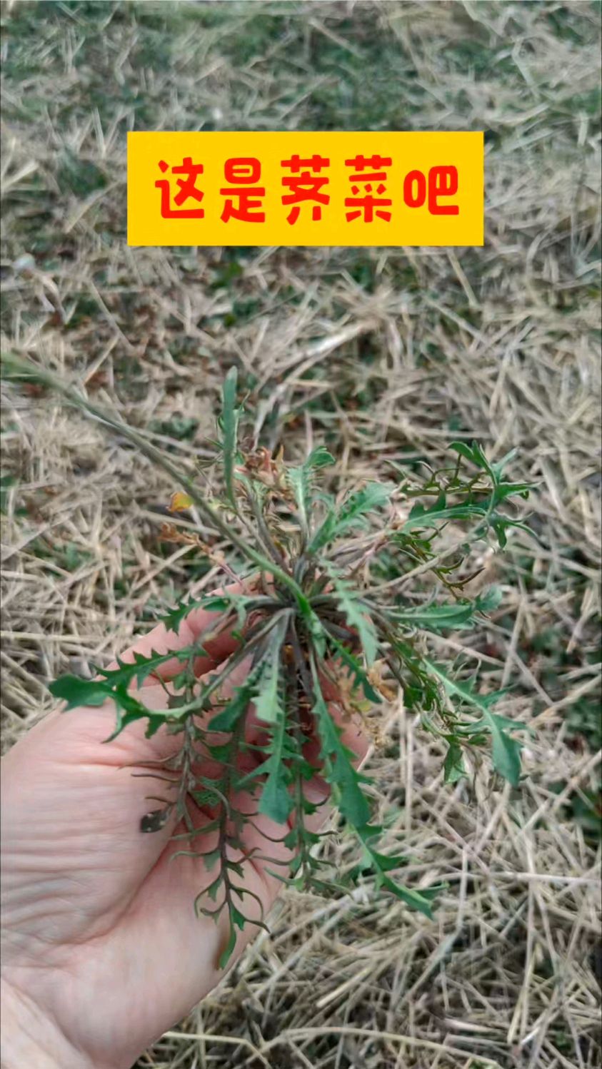 这是荠菜吧,挖点野菜容易吗?都挖到坟地里来了。