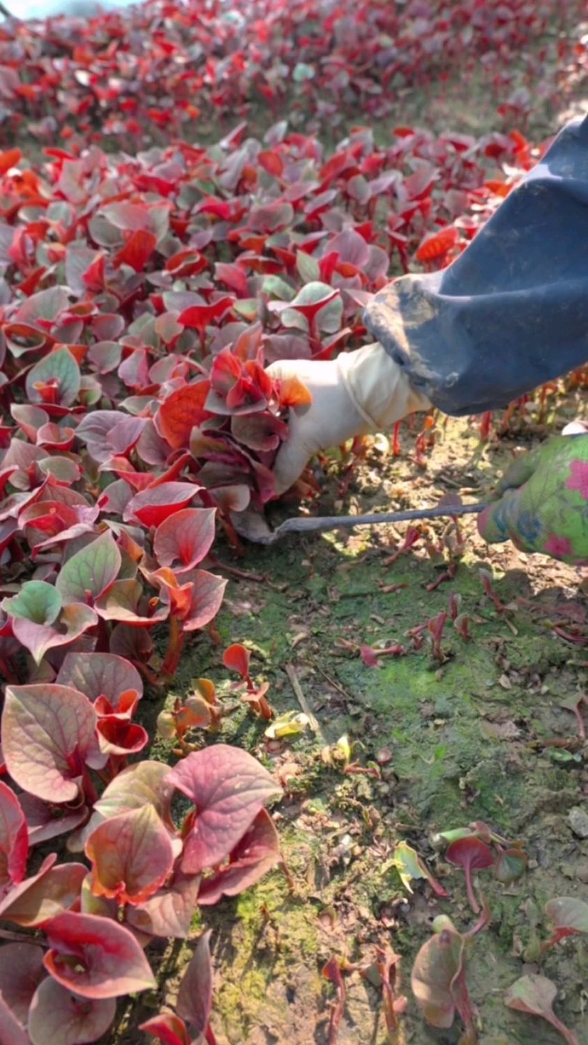 看看这么多鲜嫩的折耳根