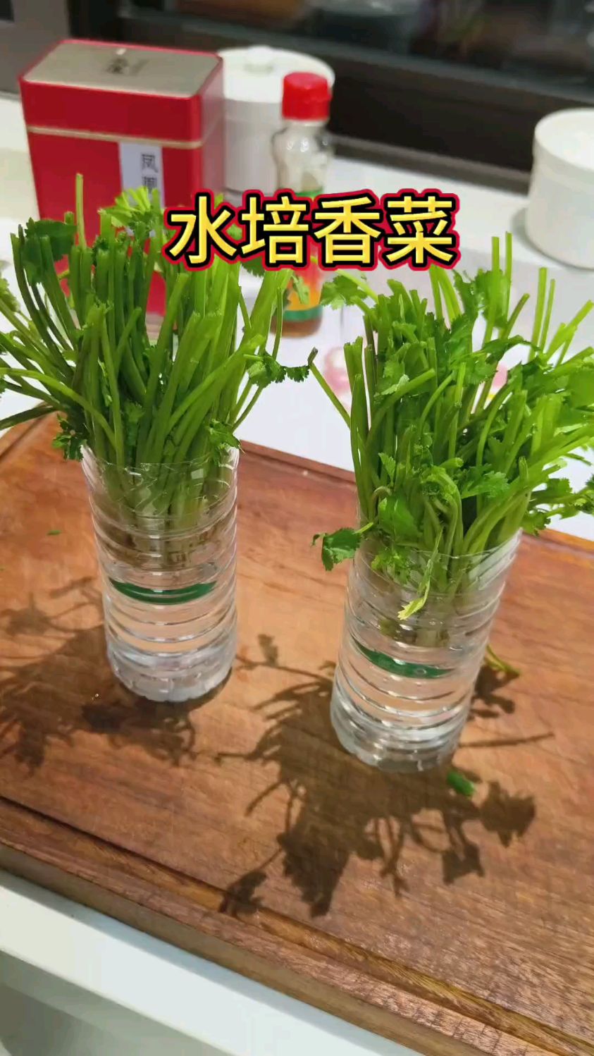 吃不完的香菜还能这样水培