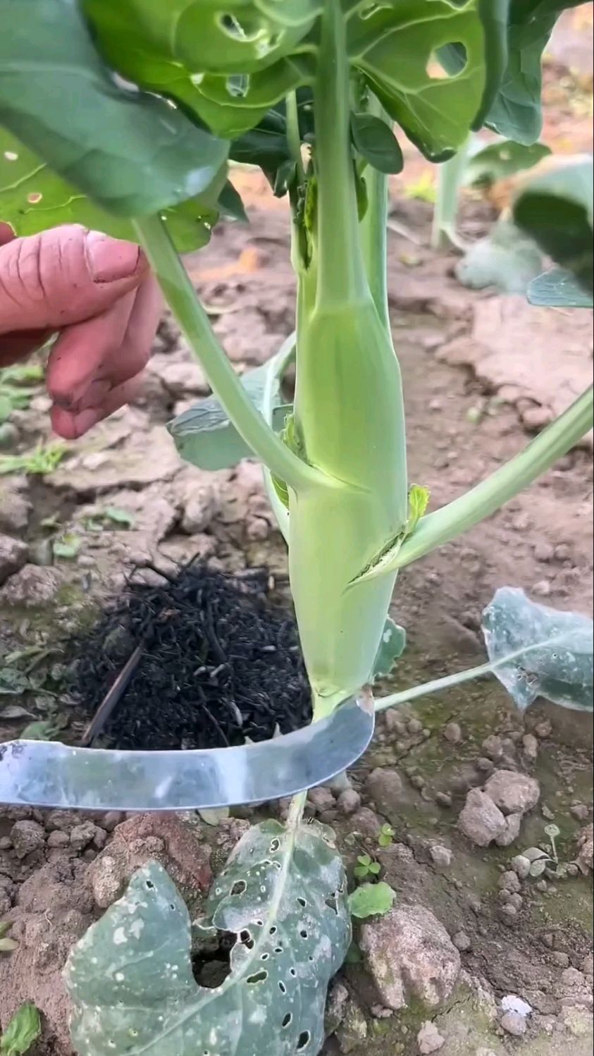 又到了种鸡腿芥兰的时候了