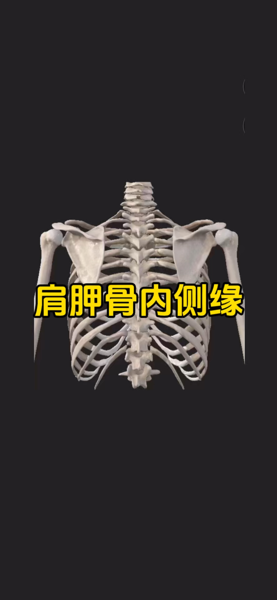 肩胛骨内侧缘上面有两块重要肌肉!