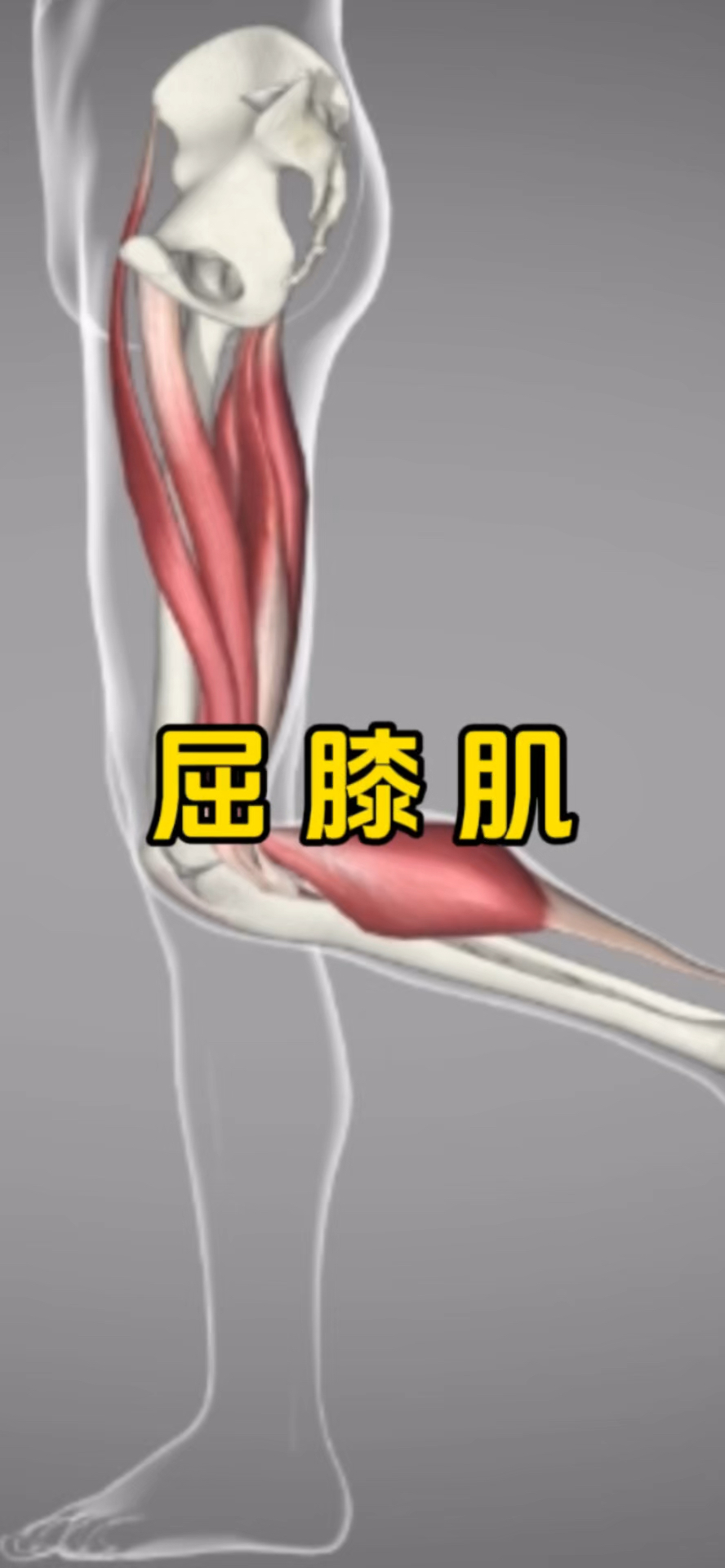 你知道膝关节屈曲的肌肉有哪些吗?