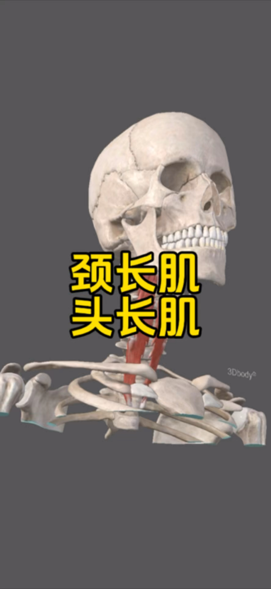 颈长肌和头长肌是两块很重要的深层肌肉!