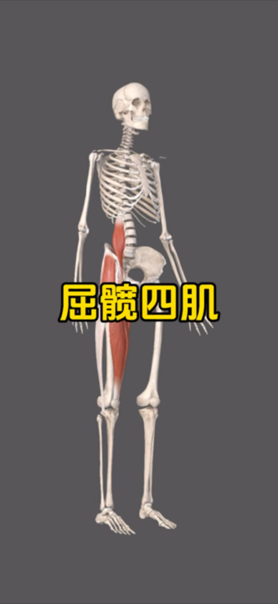 屈髋肌有四块不同的肌肉!