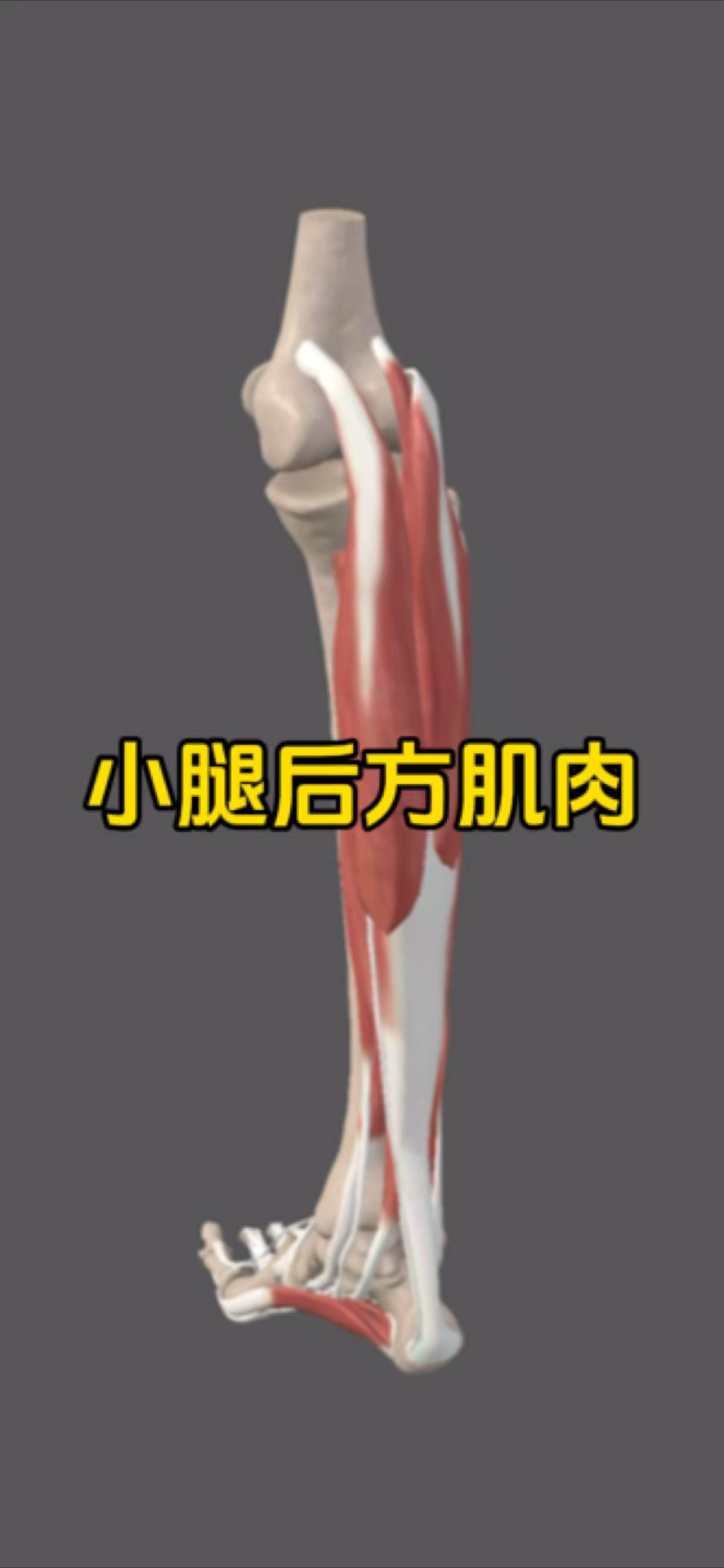 一起来认识小腿后方肌肉！