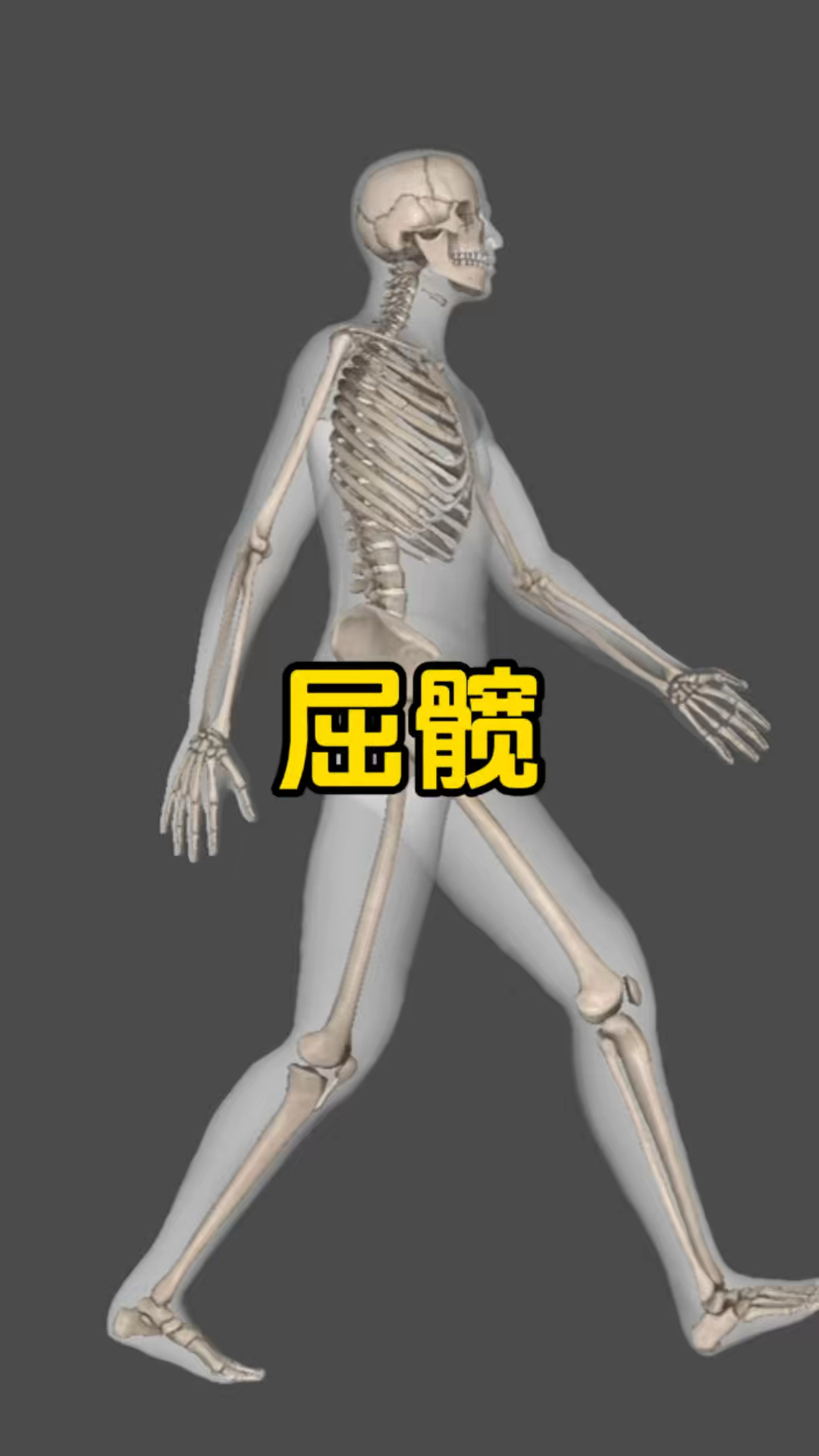 屈髋的肌肉有哪些?