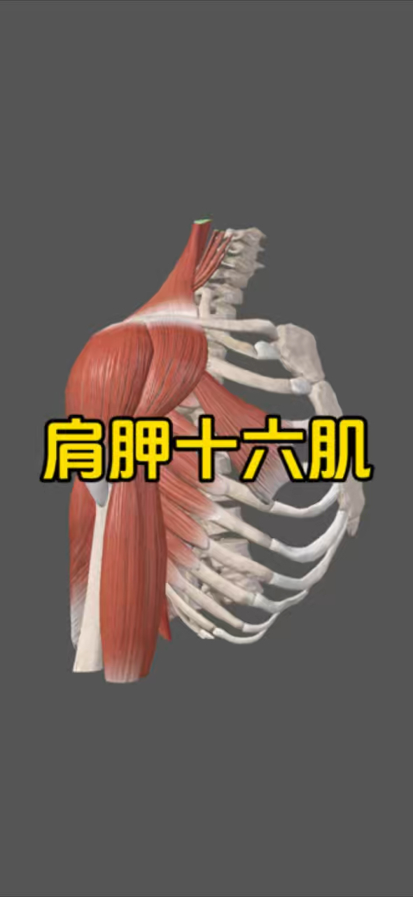 详细认识肩胛骨上的十六块肌肉！