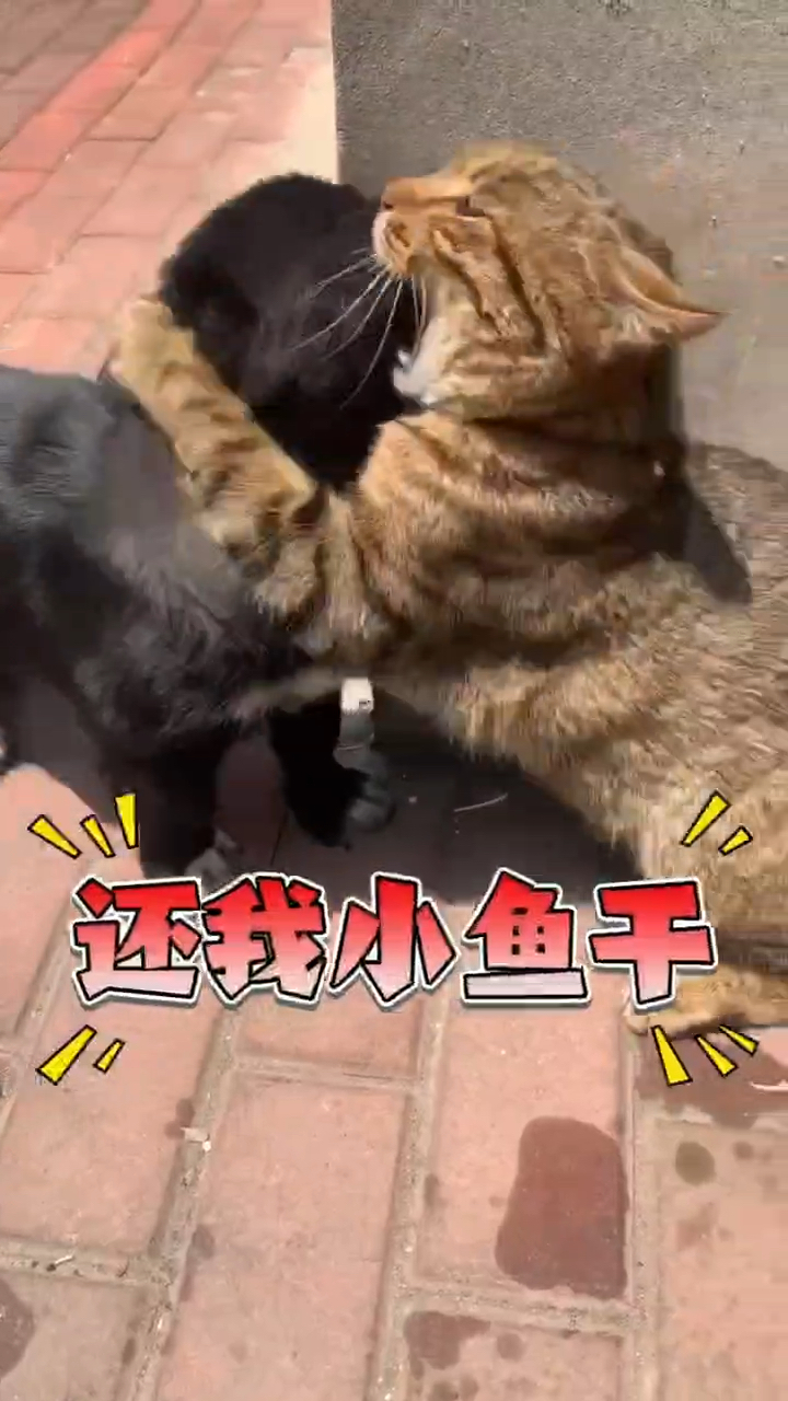 一个小鱼干引发的案件