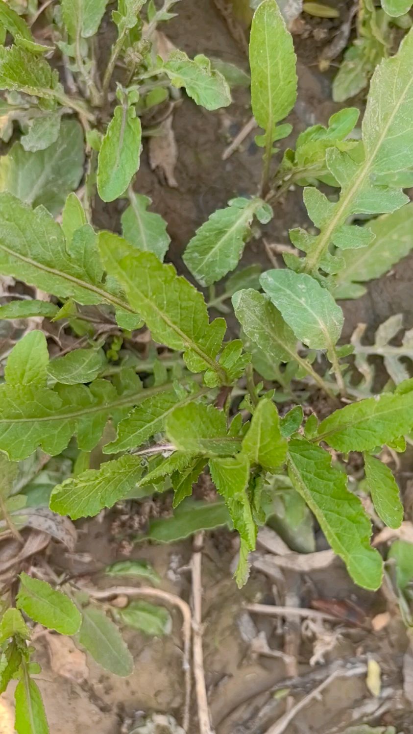 蔊菜富含维生素CAE有延缓衰老作用还具有多种药用功效