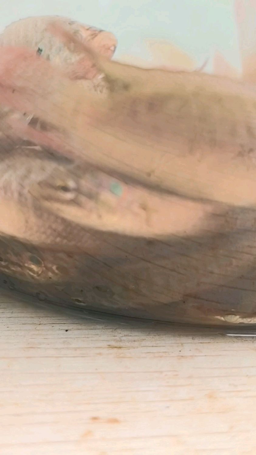 斗鱼的鳍宛如艺术家精心雕琢的艺术品