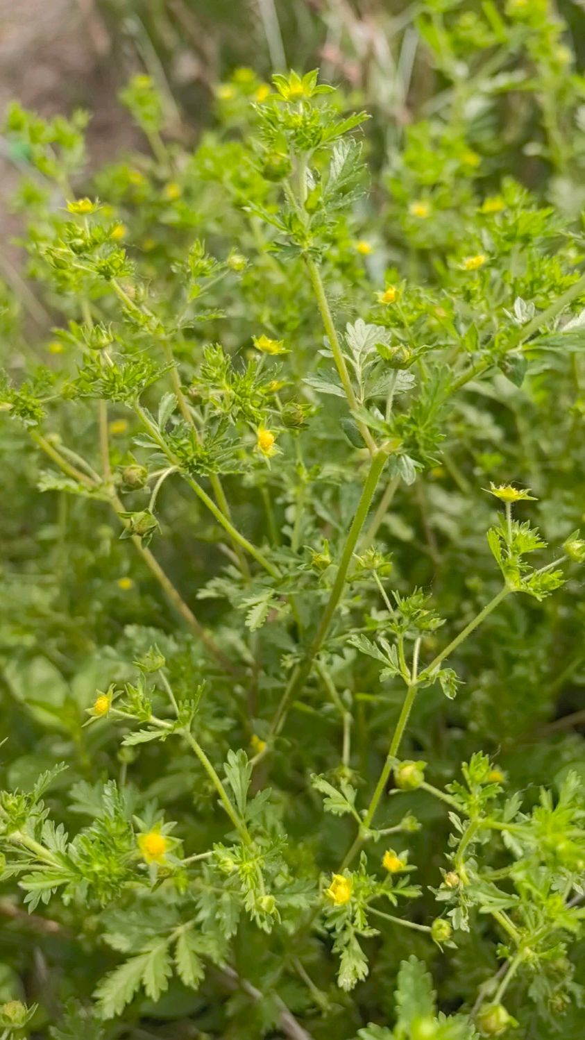 朝天委陵菜食用和药用价值都好