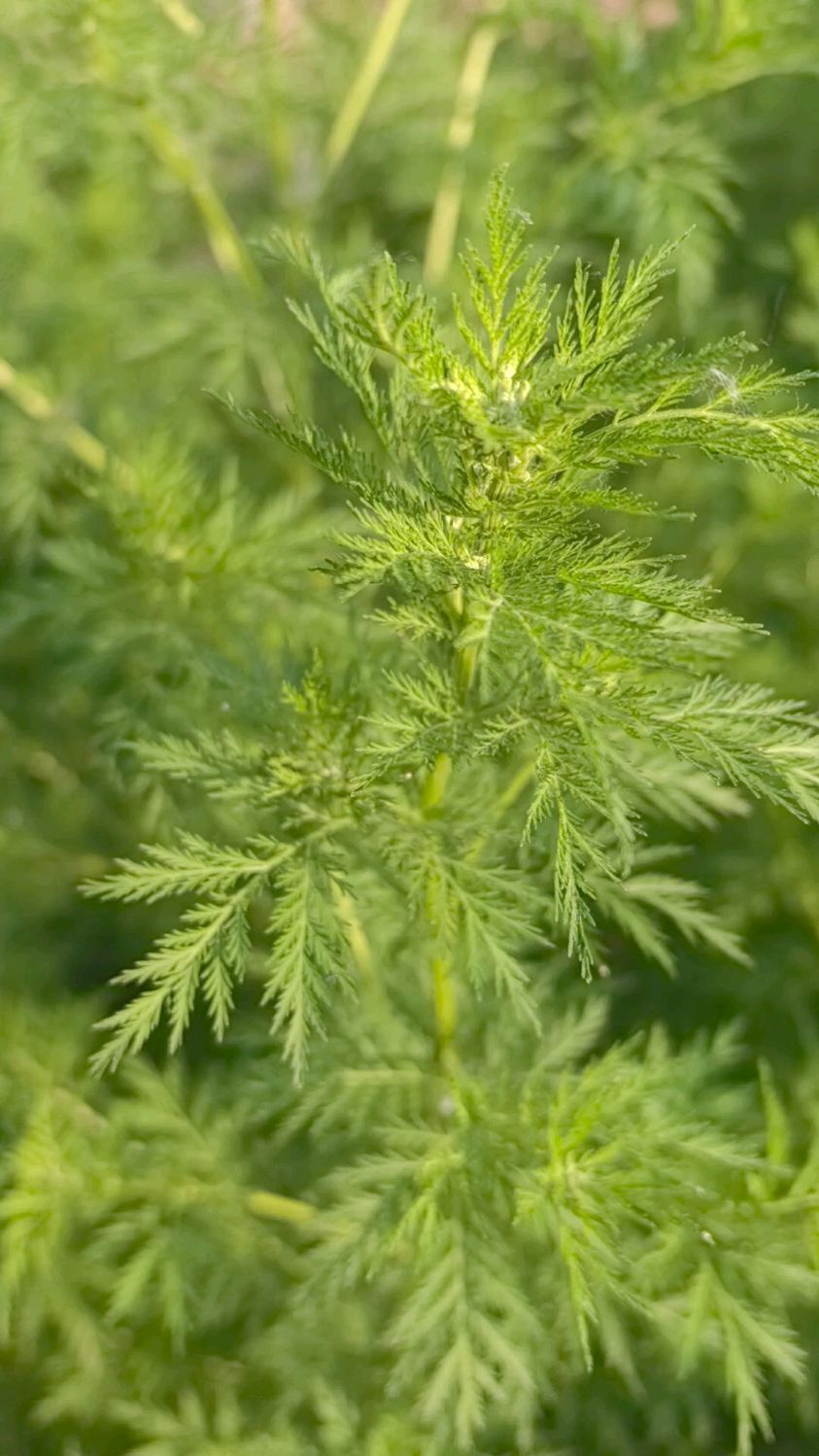 黄花蒿中的青蒿素是抗击疟疾的秘密武器