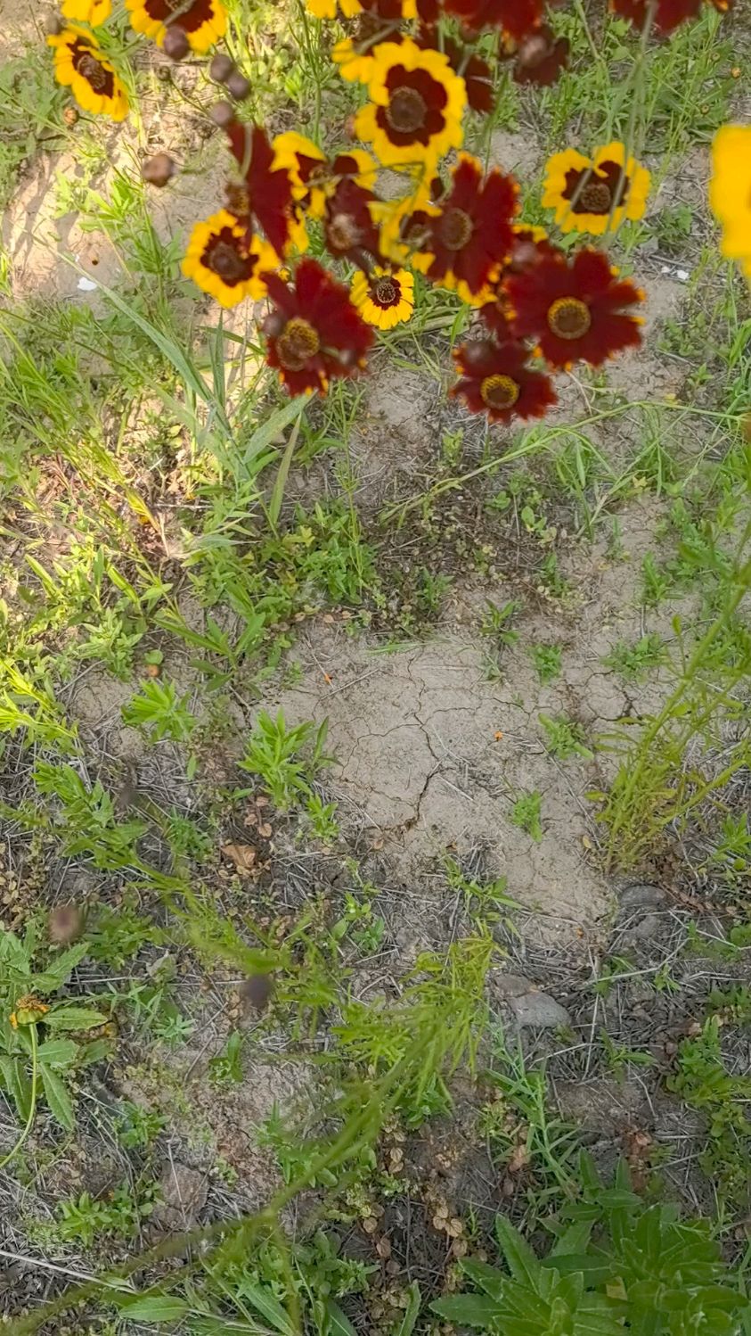 两色金鸡菊荒原上的黄金诗篇