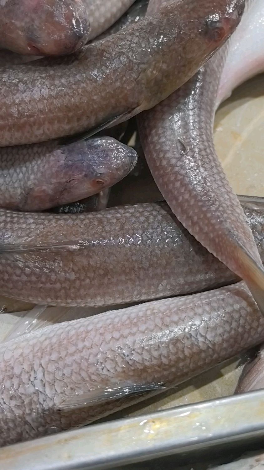 梭子鱼海洋中的活力使者