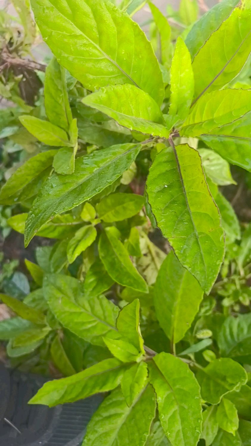 白子菜自然馈赠的草本瑰宝