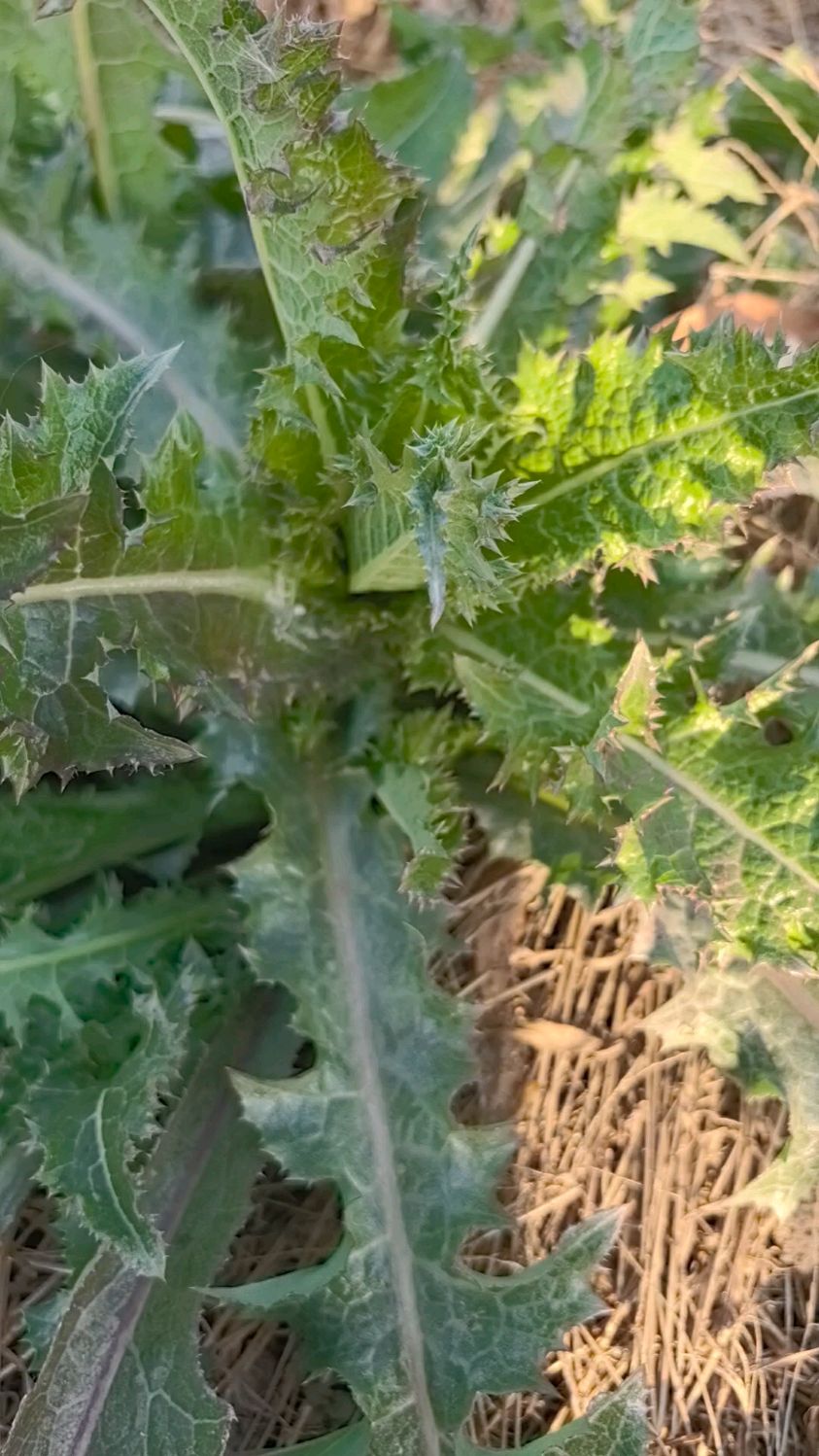 花叶滇苦菜山野间的自然馈赠