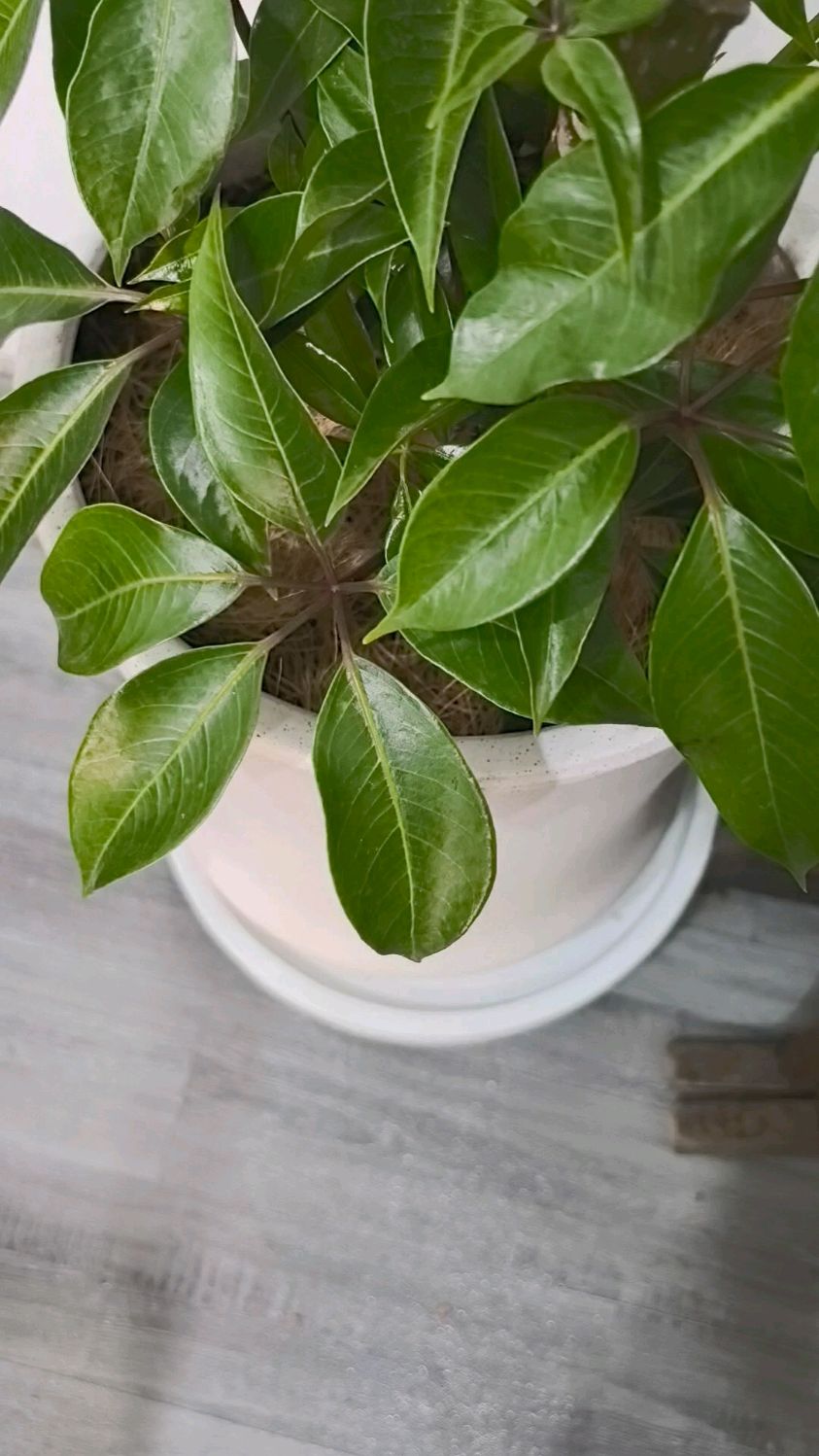 澳洲鸭脚木寓意招财纳福
