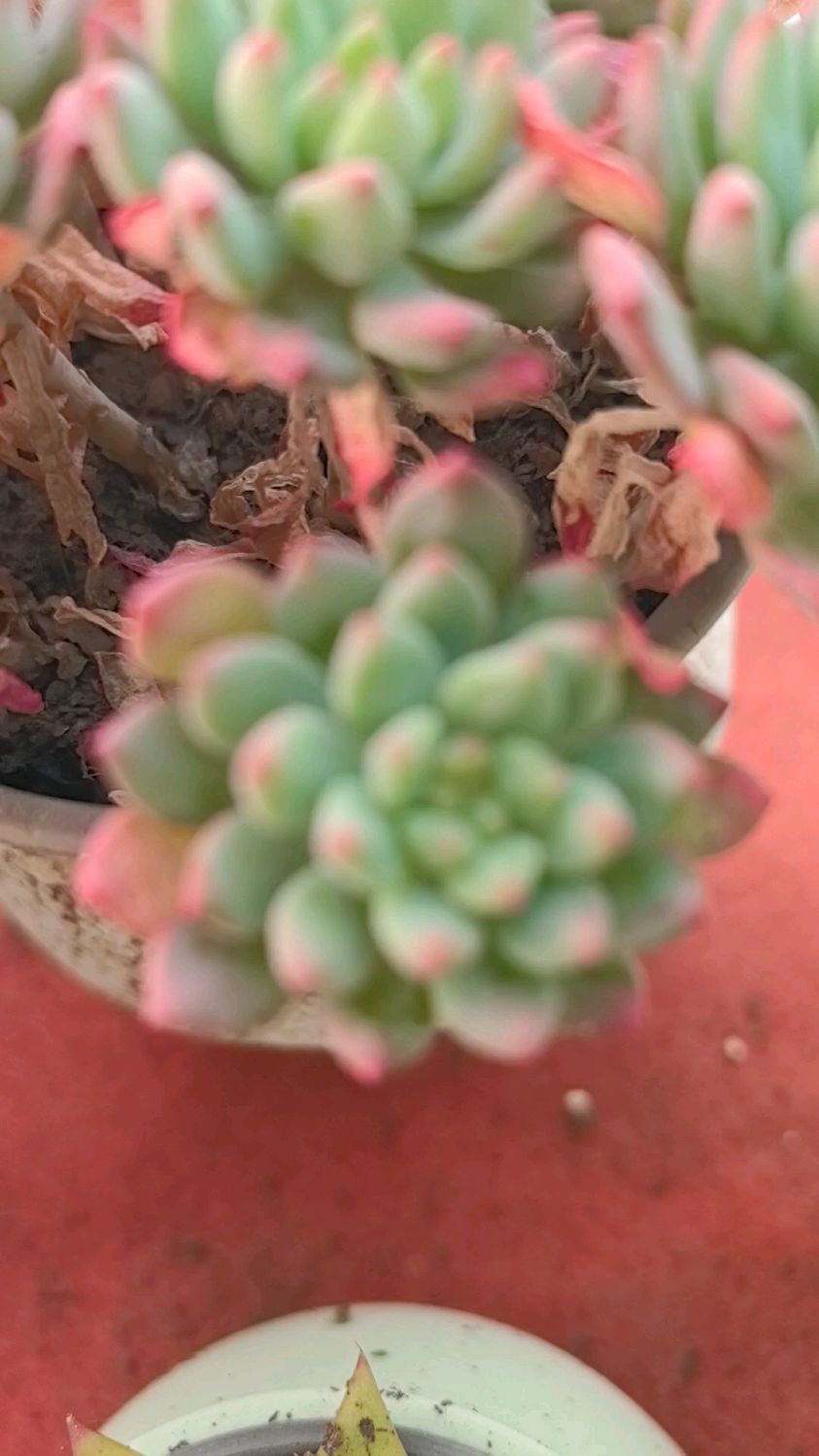 蓝苹果多肉世界里的梦幻精灵