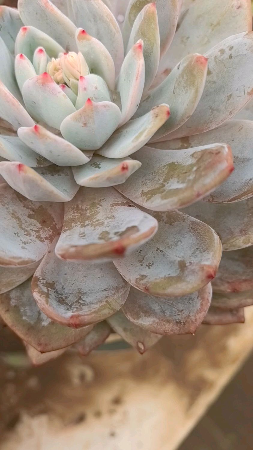 芙蓉雪莲多肉世界的梦幻精灵