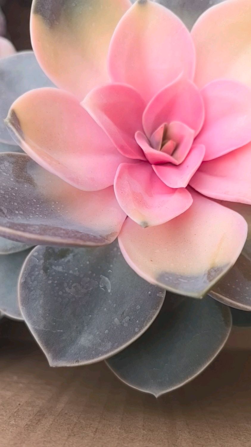 紫珍珠多肉界的梦幻绮梦