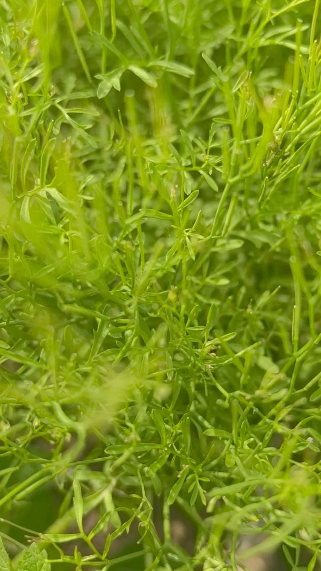 米花香荠菜春日山野的药食清芳