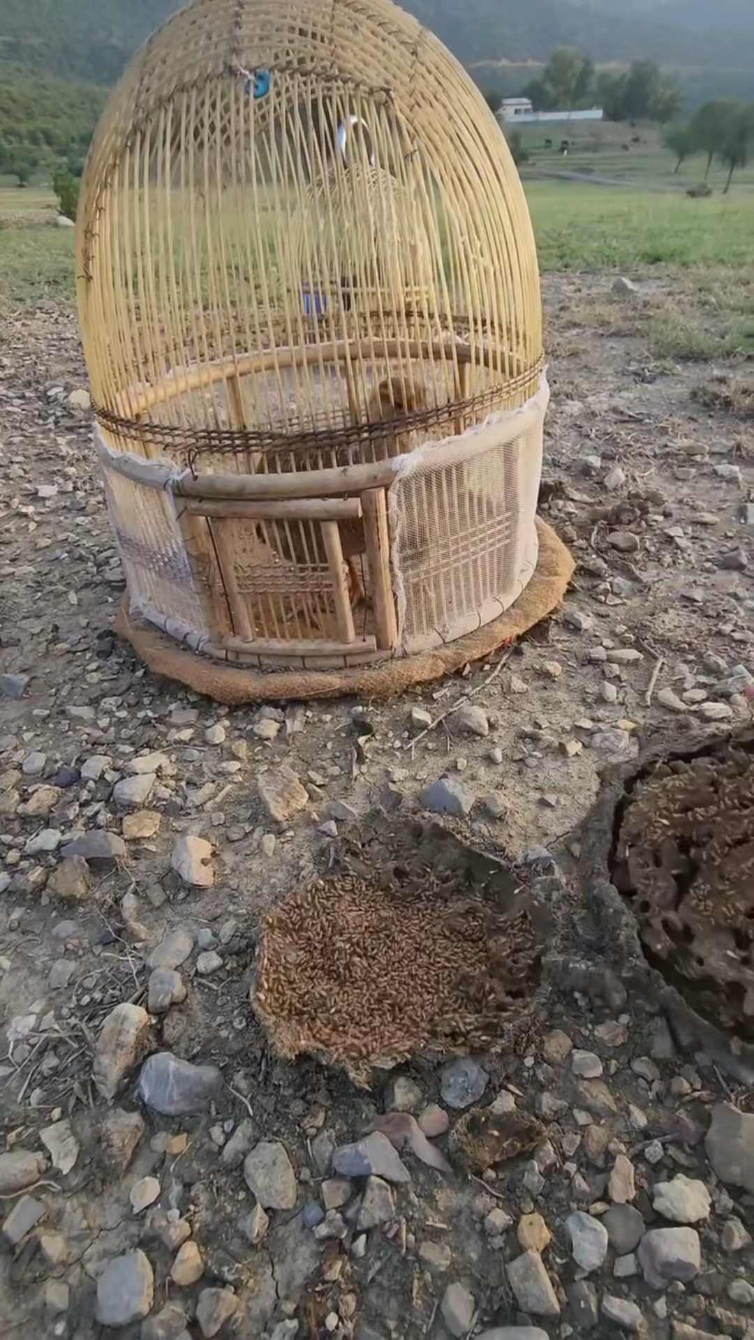 户外喂小鸡吃虫子