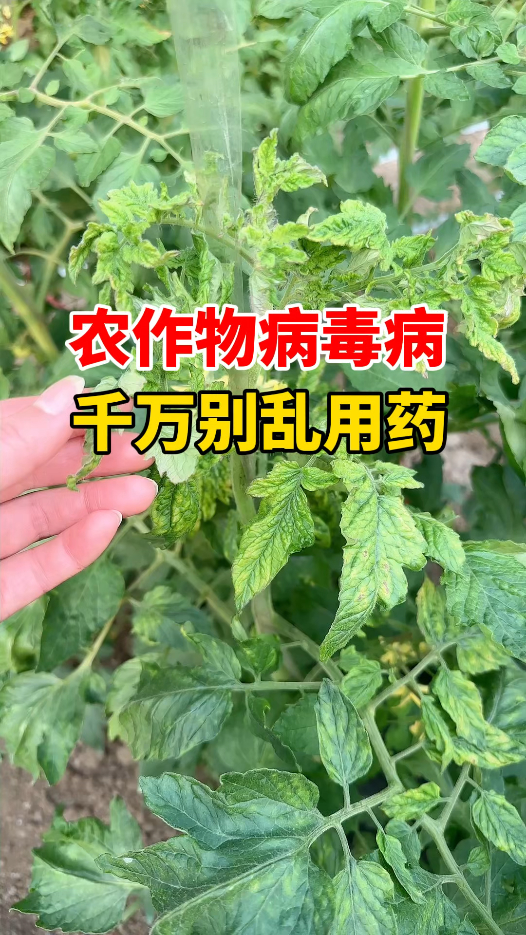 农作物病毒病千万不要乱用药