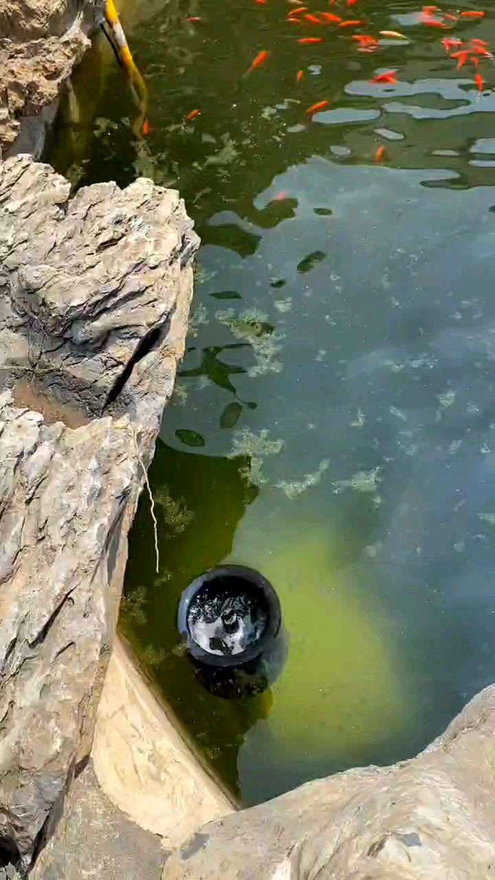 养好鱼的关键是选对过滤设备。首选卡利净鱼池过滤器